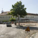 Nova rotunda alterada para manter árvore nos Capuchos, em Leiria