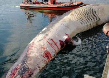 Baleia com 39 toneladas dá à costa em Salir do Porto, Caldas da Rainha