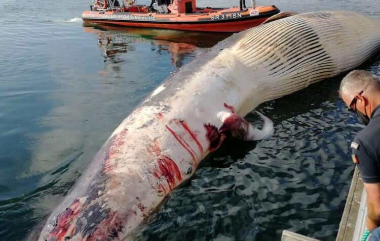 Baleia com 39 toneladas dá à costa em Salir do Porto, Caldas da Rainha