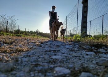 Quando os donos fazem as malas, os animais também vão de férias
