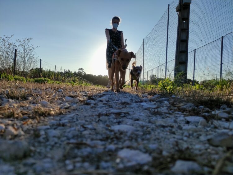 Quando os donos fazem as malas, os animais também vão de férias