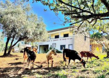 Cabras vão ajudar a prevenir fogos em aldeias de Figueiró dos Vinhos