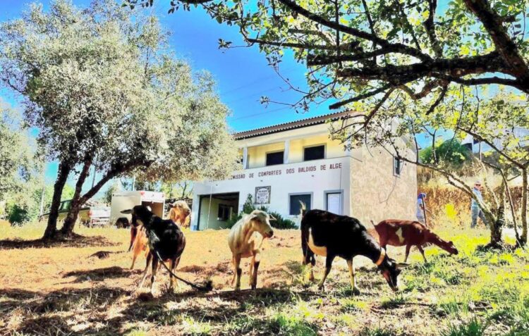 Cabras vão ajudar a prevenir fogos em aldeias de Figueiró dos Vinhos