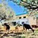 Cabras vão ajudar a prevenir fogos em aldeias de Figueiró dos Vinhos