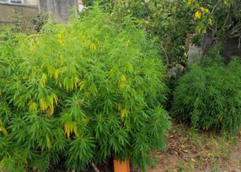 Homem de 44 anos detido por cultivo de seis plantas de canábis