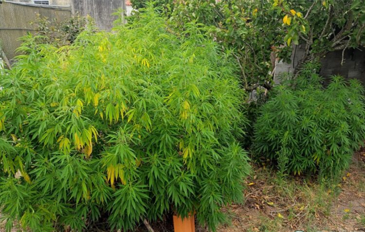Homem de 44 anos detido por cultivo de seis plantas de canábis