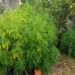Homem de 44 anos detido por cultivo de seis plantas de canábis