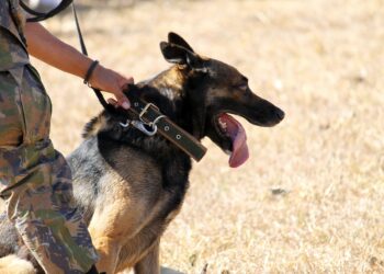Cão da GNR encontra homem desaparecido, caído no meio de matagal