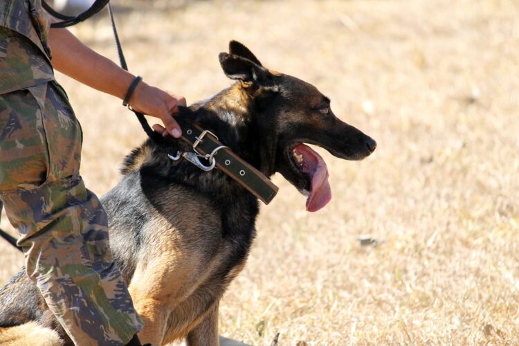 Cão da GNR encontra homem desaparecido, caído no meio de matagal