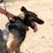 Cão da GNR encontra homem desaparecido, caído no meio de matagal