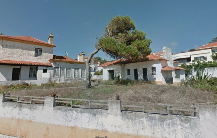 Pinheiro da Casa do Pinheiro Manso foi removido por questões de segurança