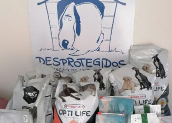 Desprotegidos lança angariação de fundos para ajudar a cuidar de animais abandonados