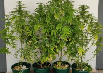 Dois homens detidos por cultivo de canábis no interior de parque de caravanismo