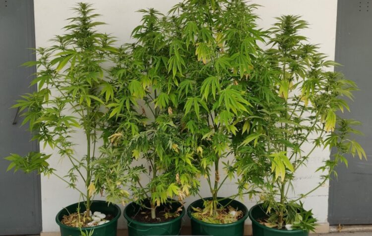 Dois homens detidos por cultivo de canábis no interior de parque de caravanismo