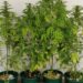 Dois homens detidos por cultivo de canábis no interior de parque de caravanismo