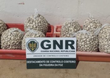 GNR apreendeu 103 quilos de ameijôa branca na Nazaré por fuga à lota