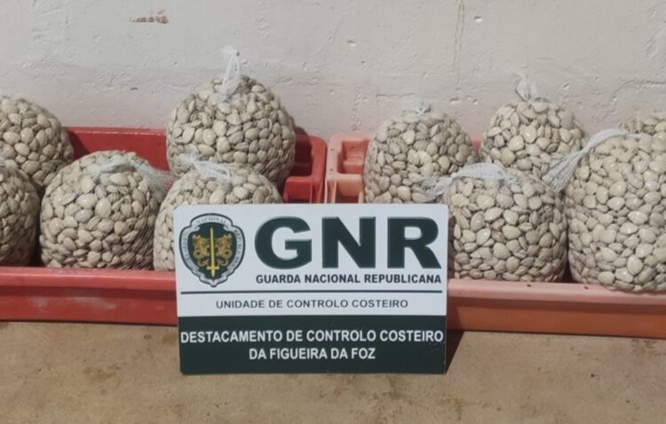 GNR apreendeu 103 quilos de ameijôa branca na Nazaré por fuga à lota