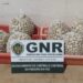 GNR apreendeu 103 quilos de ameijôa branca na Nazaré por fuga à lota