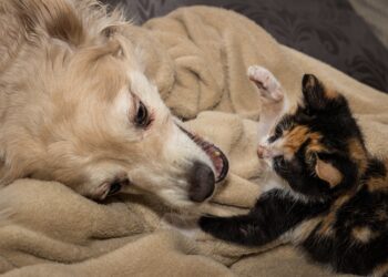 Ourém lança campanha de apoio à esterilização de animais de companhia