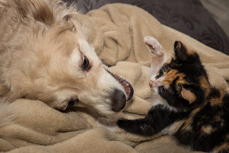 Ourém lança campanha de apoio à esterilização de animais de companhia