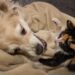 Ourém lança campanha de apoio à esterilização de animais de companhia