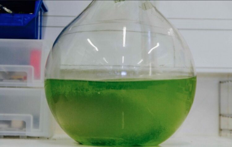 Estudo em Peniche avalia utilização de algas na conservação de óleos alimentares