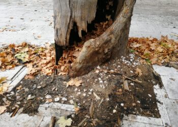 Plátano danificado em acto de vandalismo no ‘parque do avião’, vai ser abatido na segunda-feira