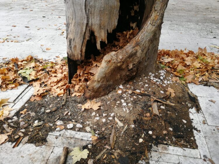 Plátano danificado em acto de vandalismo no ‘parque do avião’, vai ser abatido na segunda-feira