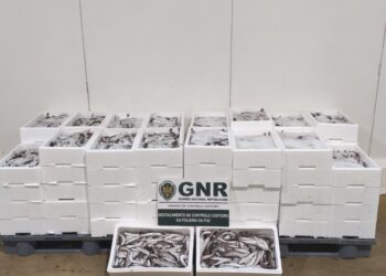 Apreendidos 560 quilos de pescada com tamanho ilegal na Nazaré