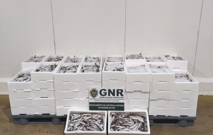 Apreendidos 560 quilos de pescada com tamanho ilegal na Nazaré