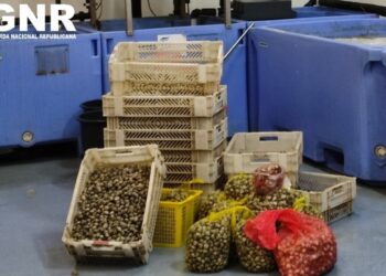 Duzentos quilos de bivalves apreendidos nas Caldas da Rainha por falta de certificado de origem