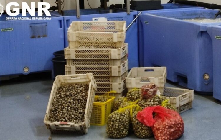 Duzentos quilos de bivalves apreendidos nas Caldas da Rainha por falta de certificado de origem