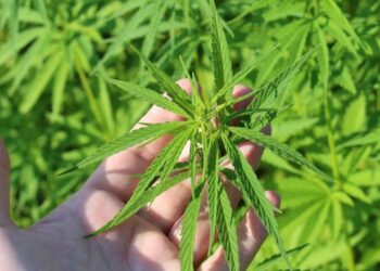 Investimento de 12 milhões de euros cria unidade de canábis medicinal em Figueiró dos Vinhos