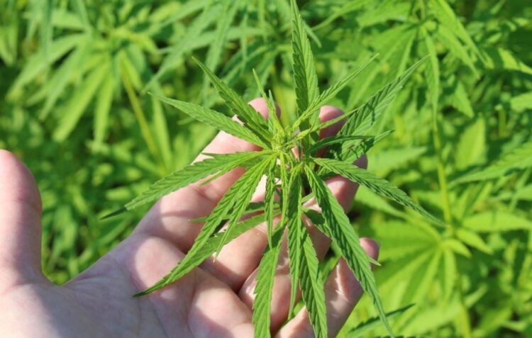 Investimento de 12 milhões de euros cria unidade de canábis medicinal em Figueiró dos Vinhos