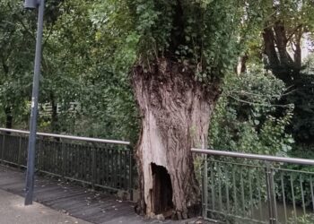 Árvore em risco de queda iminente será abatida em Leiria