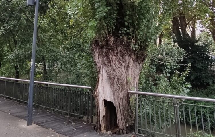 Árvore em risco de queda iminente será abatida em Leiria