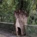 Árvore em risco de queda iminente será abatida em Leiria