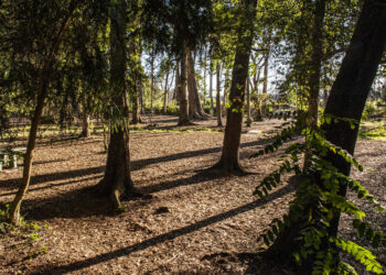 Conferência em Ansião demonstra potencial da floresta