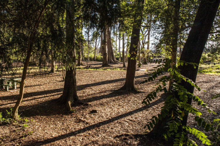 Conferência em Ansião demonstra potencial da floresta