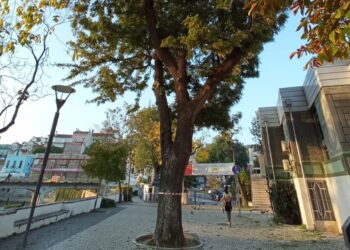 Câmara avalia saúde de 31 árvores de grande porte em vários pontos de Leiria