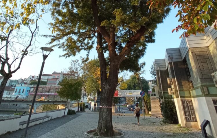 Câmara avalia saúde de 31 árvores de grande porte em vários pontos de Leiria