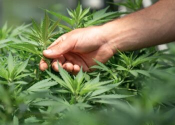 Carro avariado na faixa de rodagem leva à apreensão de oito plantas de canábis