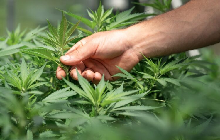 Carro avariado na faixa de rodagem leva à apreensão de oito plantas de canábis