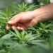 Carro avariado na faixa de rodagem leva à apreensão de oito plantas de canábis