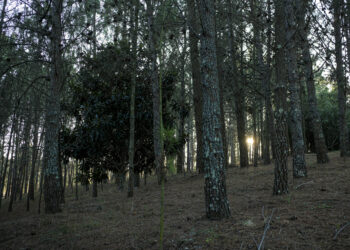 Mata da Curvachia