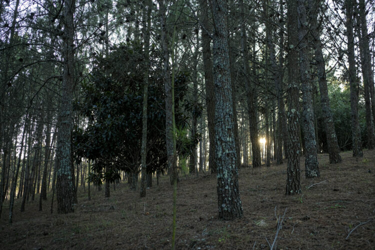 Mata da Curvachia