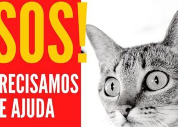 Protectora de animais da Marinha Grande pede ajuda nas redes sociais