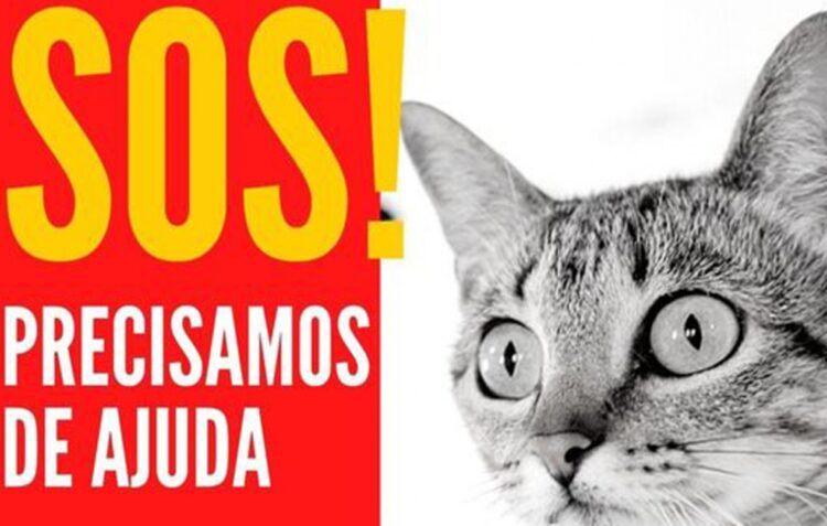 Protectora de animais da Marinha Grande pede ajuda nas redes sociais