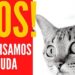 Protectora de animais da Marinha Grande pede ajuda nas redes sociais