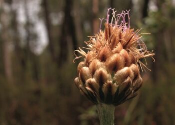 Eucaliptos ameaçam planta rara que sobrevive no Azabucho